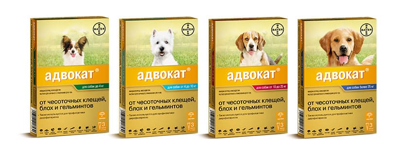 Адвокат для собак